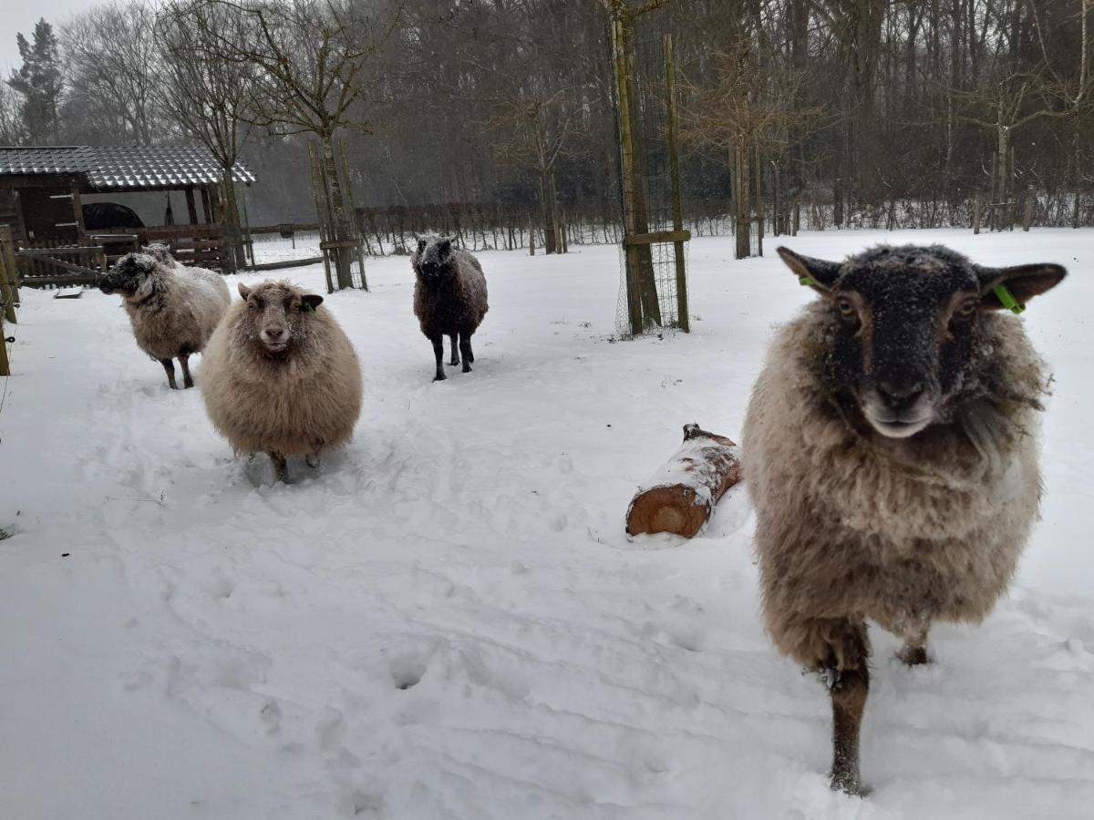 Bed & Breakfast Hoeve Op Vollenhof *